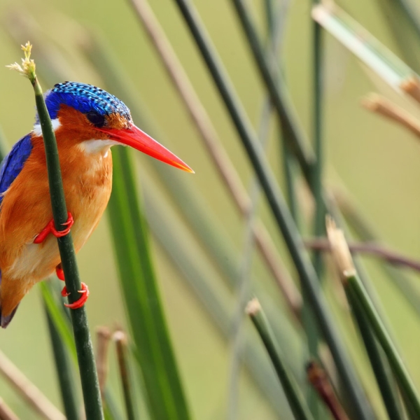 The malachite kingfisher (Corythornis cristatus) sitting on the reed. Kingfisher with green background. Kingfisher sitting on the reed